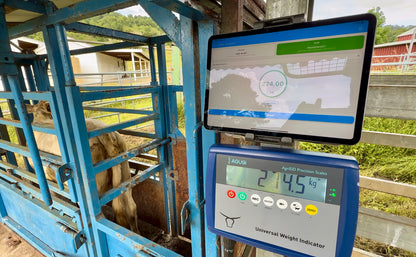 Cattle Scales and Software 